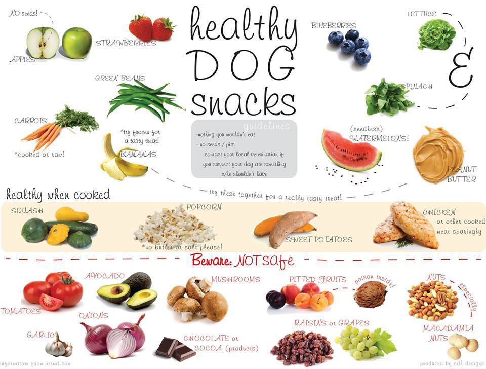 Are ALL Healthy Snacks Good for Dogs?