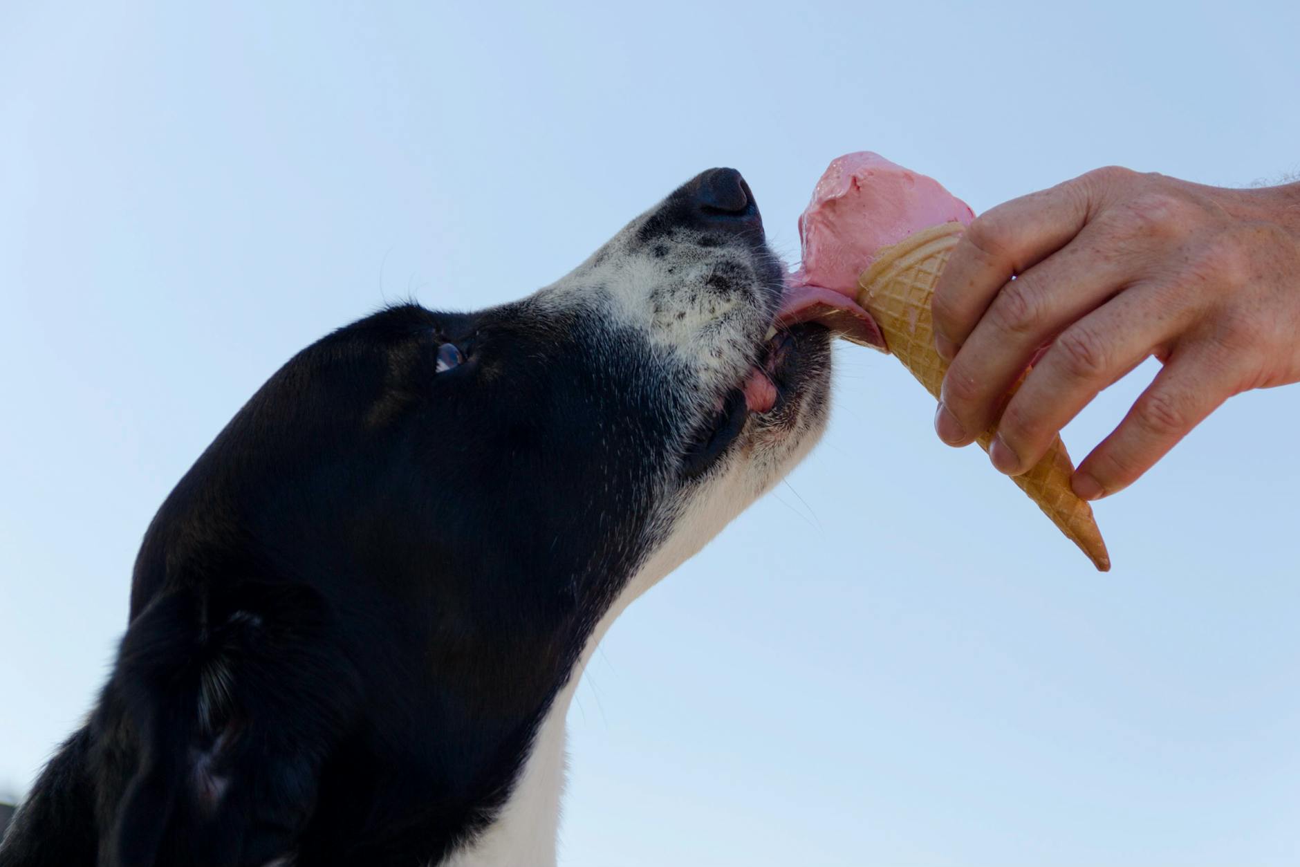 Ice Cream for your DOG?! Yes!