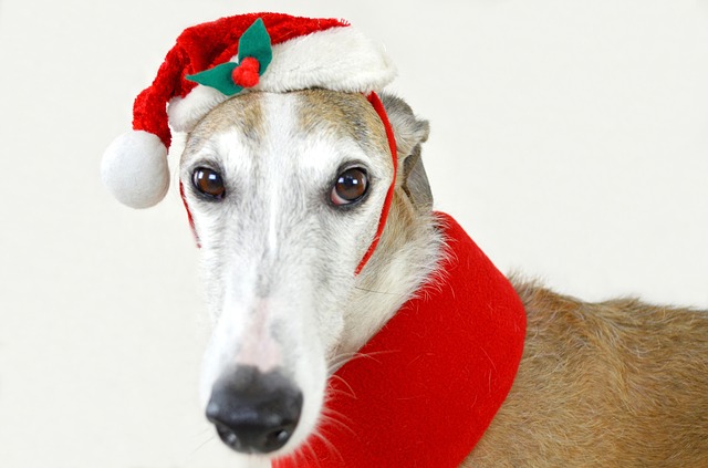 Holiday Wishes …