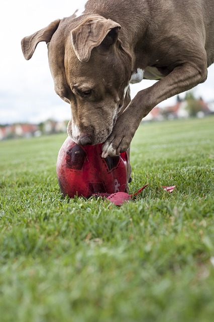 Tough Toys for Tough Dogs!