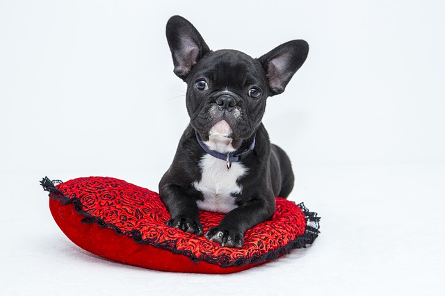 February Means Having Love for Your Pets Too!