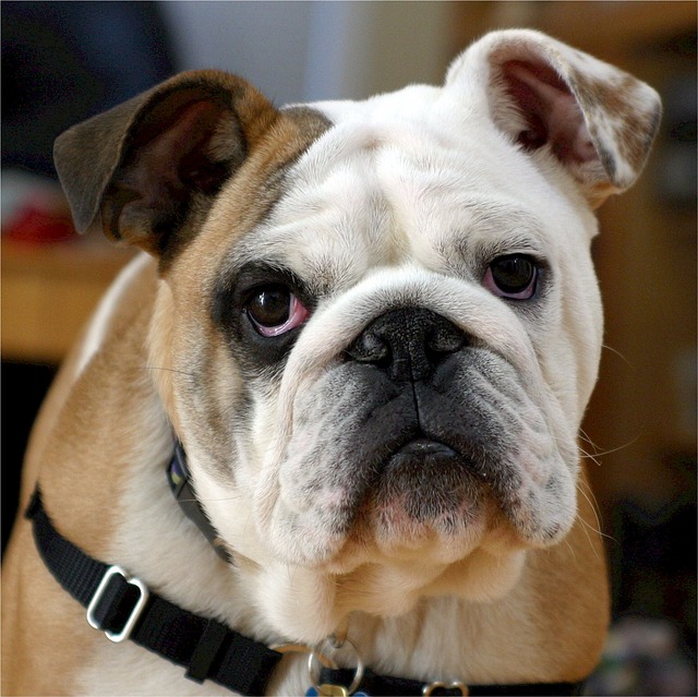 Hotel Hopes Guests Head Home With a Rescue Dog