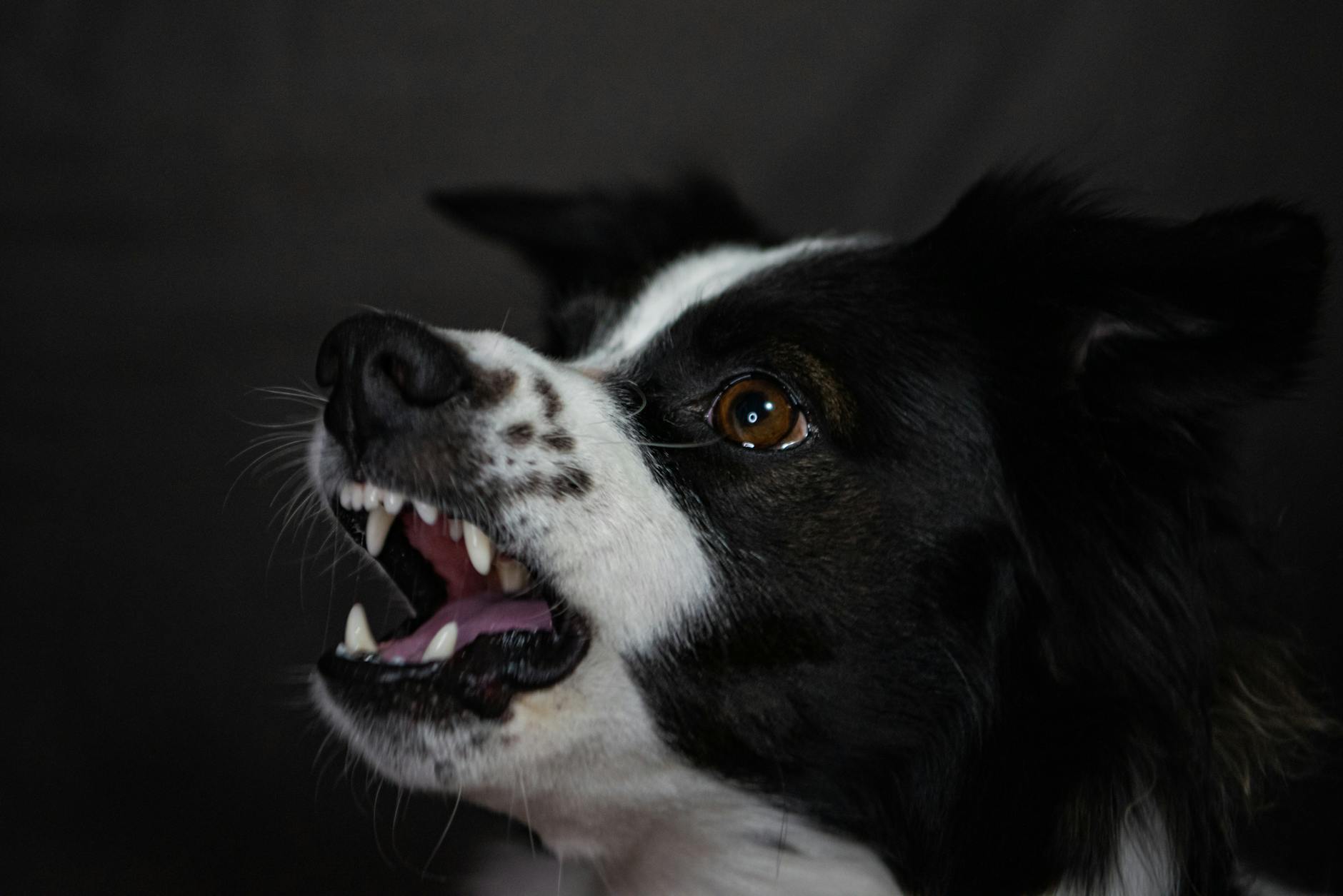 More Tips on Dog Bite Prevention from the ASPCA