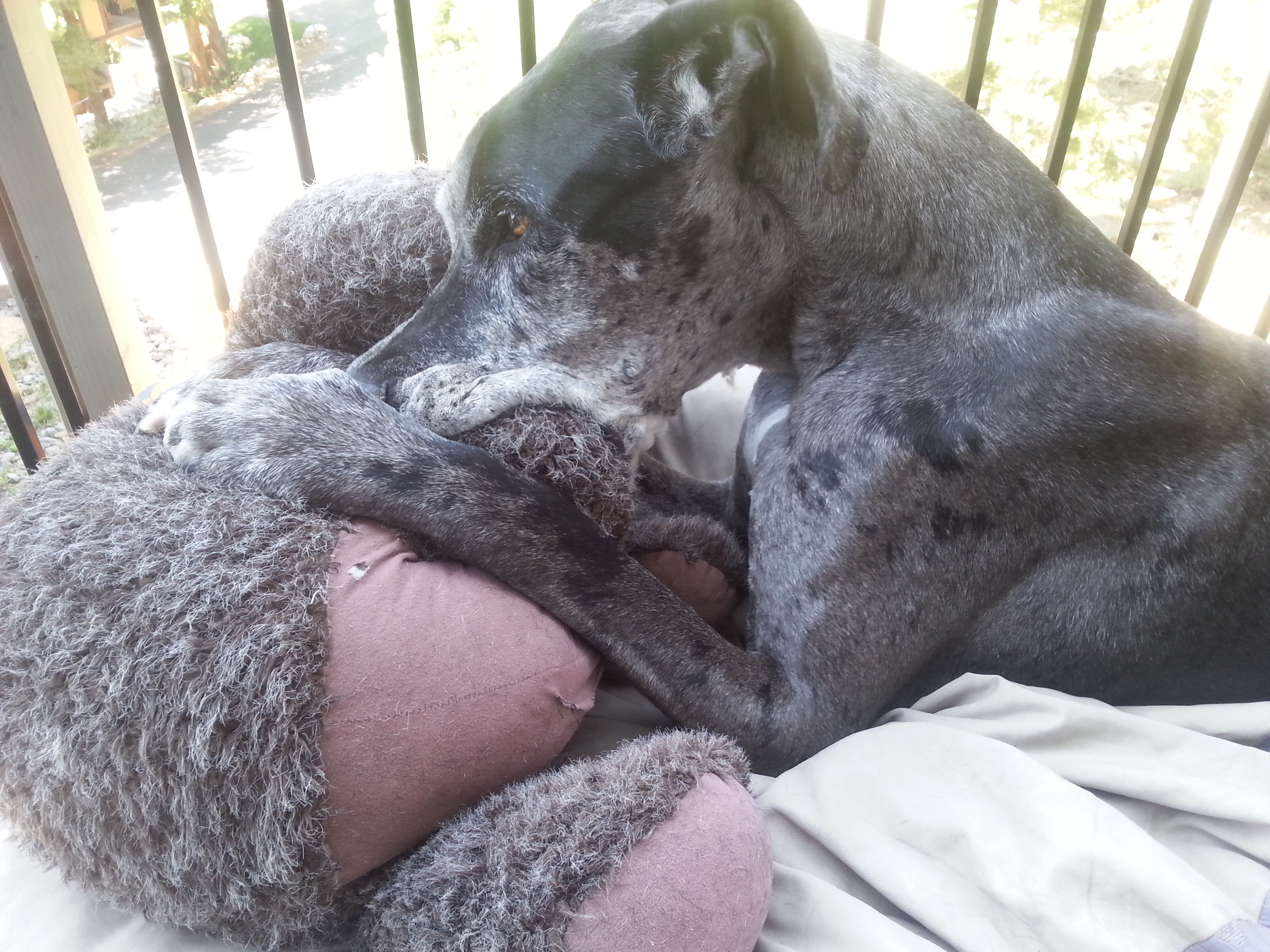 Great Dane Life in Lake Tahoe
