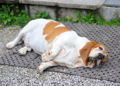 Is YOUR Dog’s Breed Prone to Obesity?