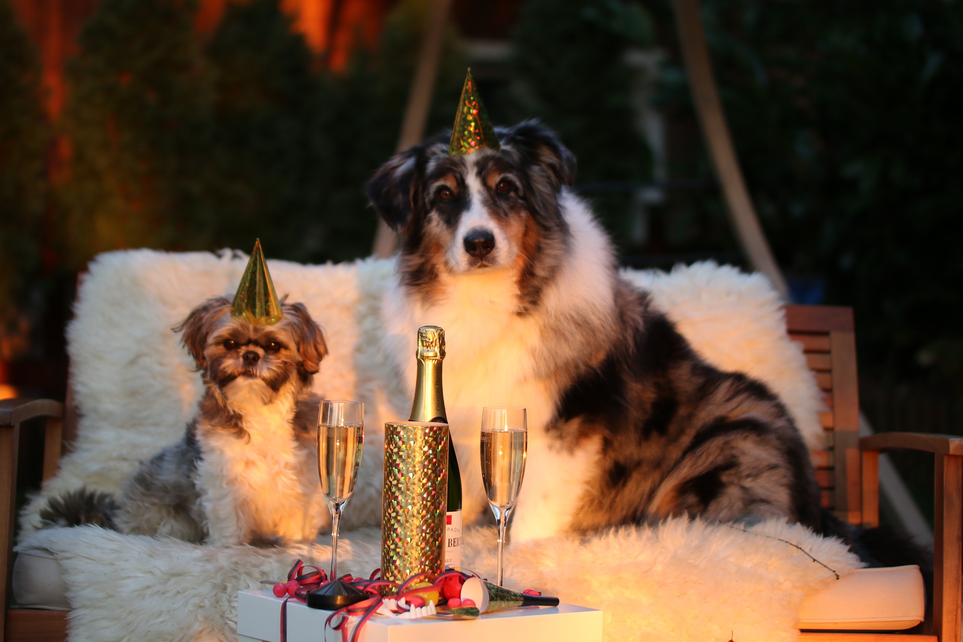 New Year’s Eve and Your Dog