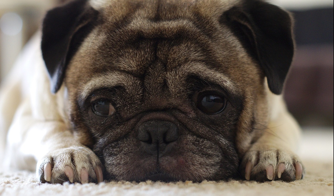 UPDATED: A Pug Story You MUST Read BEFORE You Feed YOUR Dog.