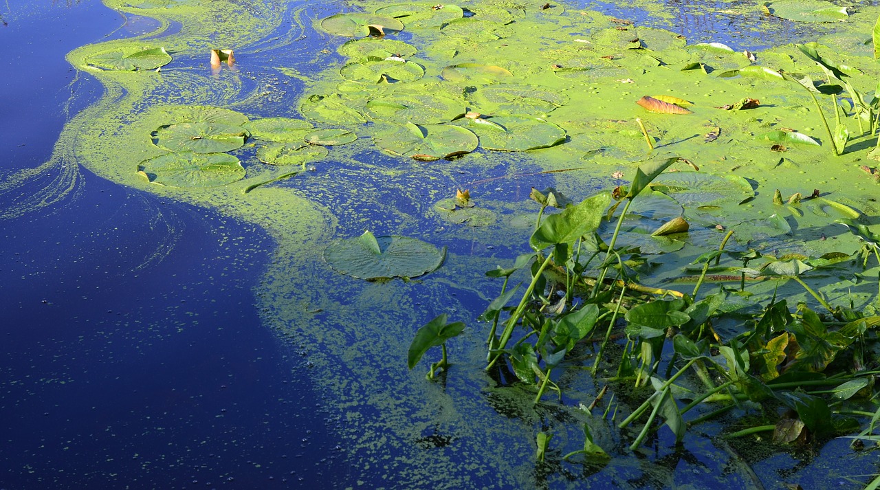 Blue-Green Algae: Safe for Your Dog?