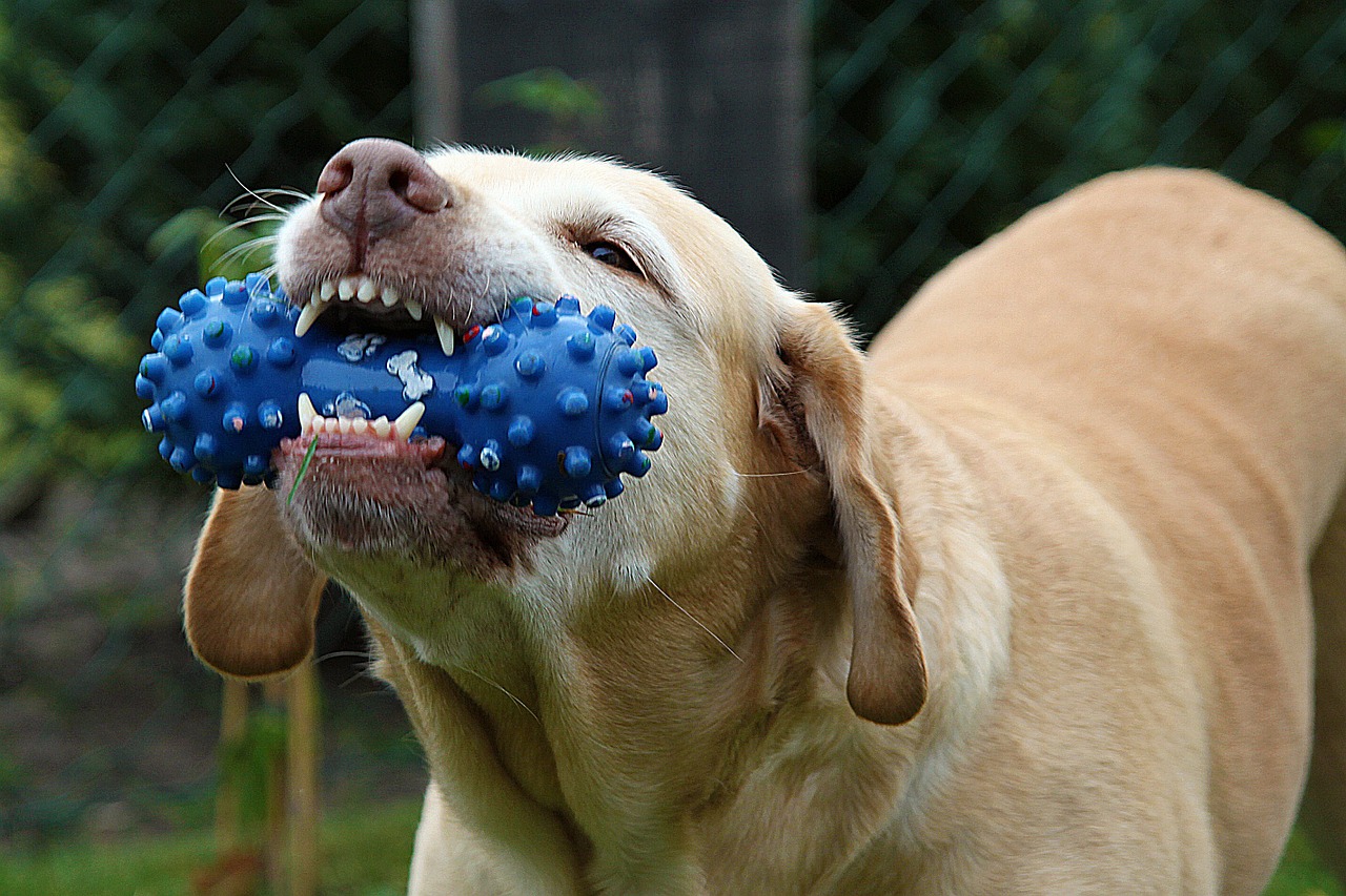 Antler Chews: Are They Safe for Your Dog?