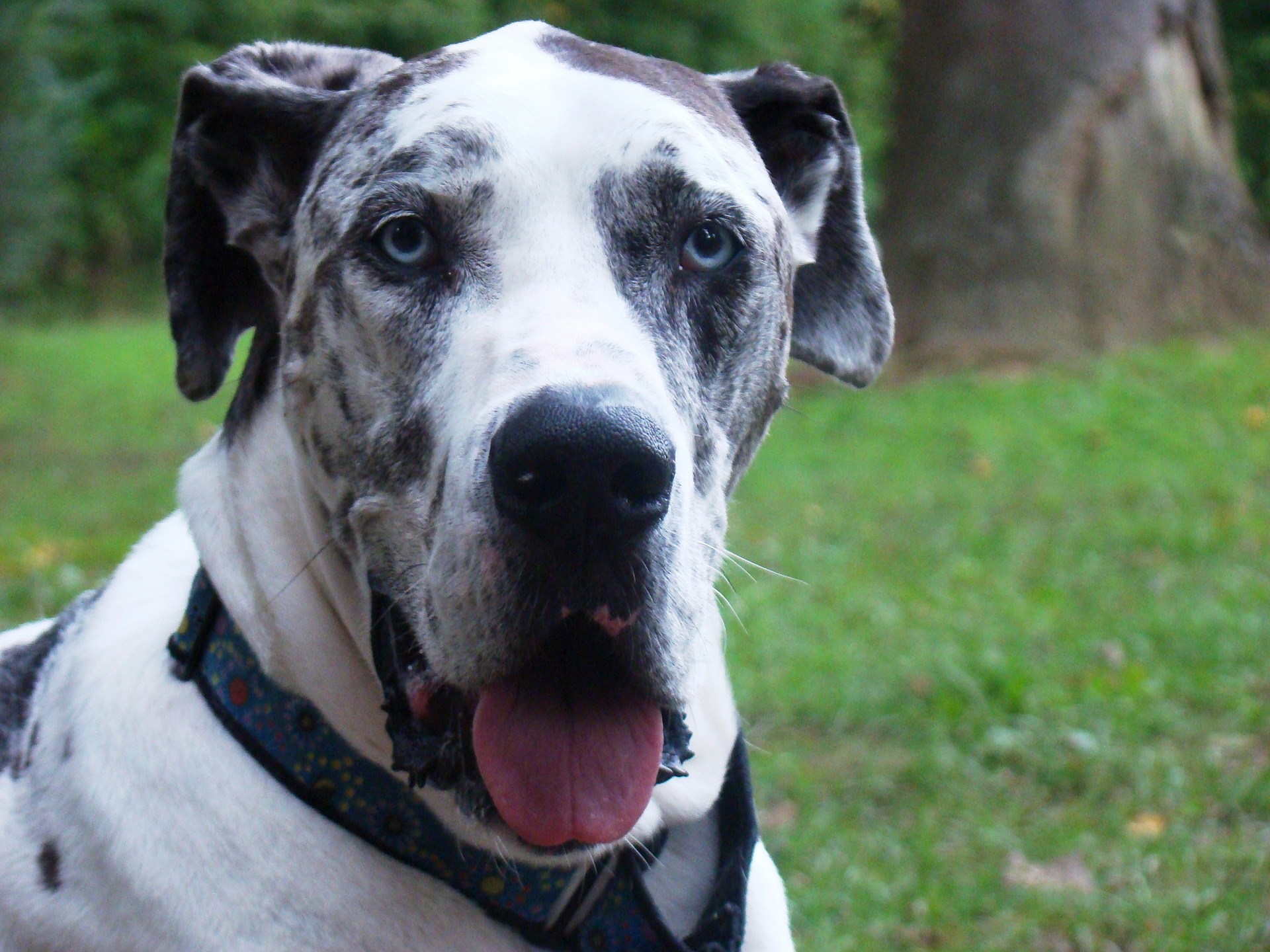Great Danes: The Gentle K9 Giants