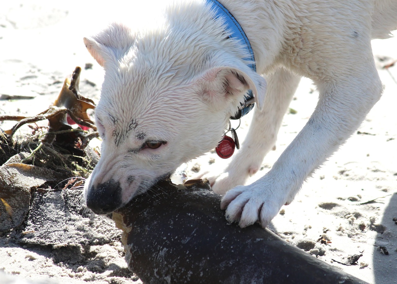 Guest Blog: Should You Feed Your Dog a Raw Diet?