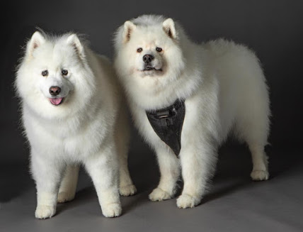 Guest Blog: Shave Your Dog! Truth or Myth?