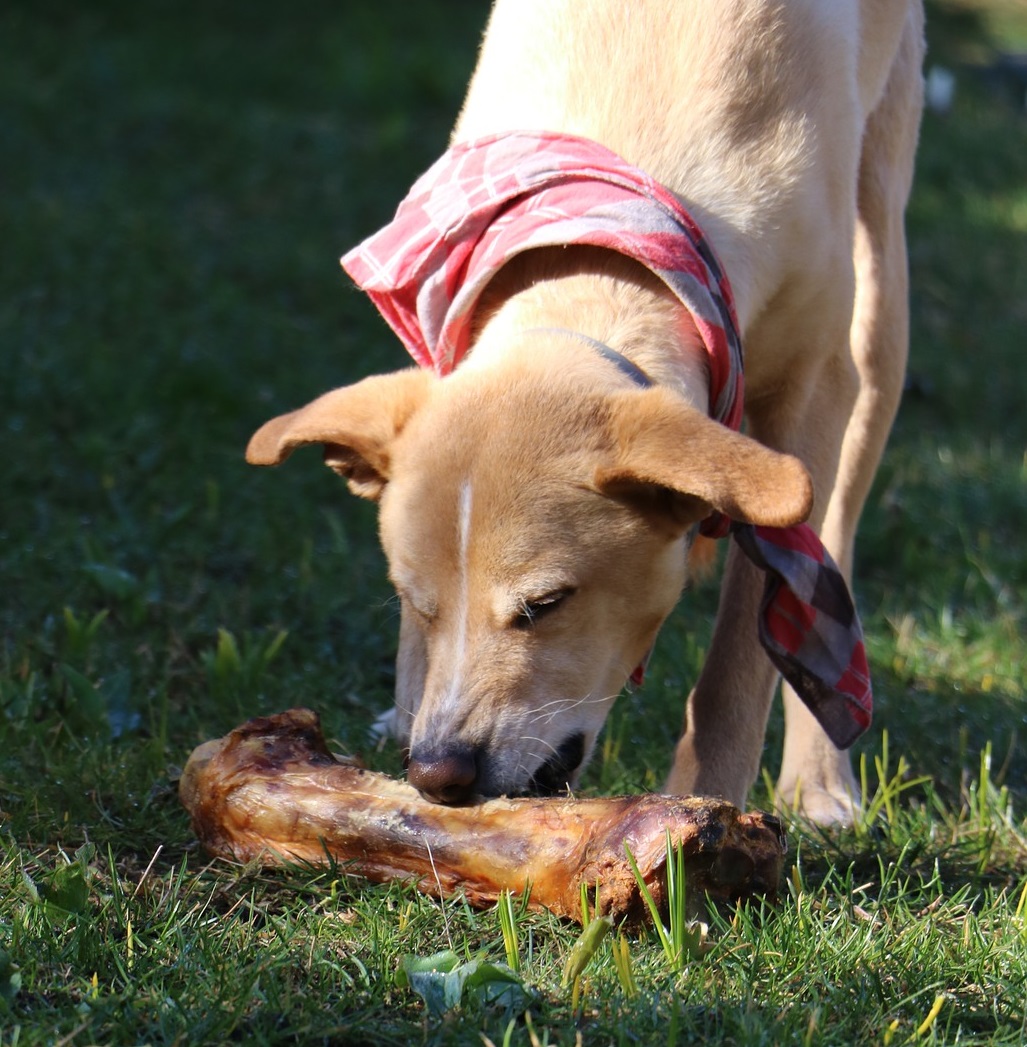 Dr. Peter Dobias: Why Raw Food is Good For Your Dog