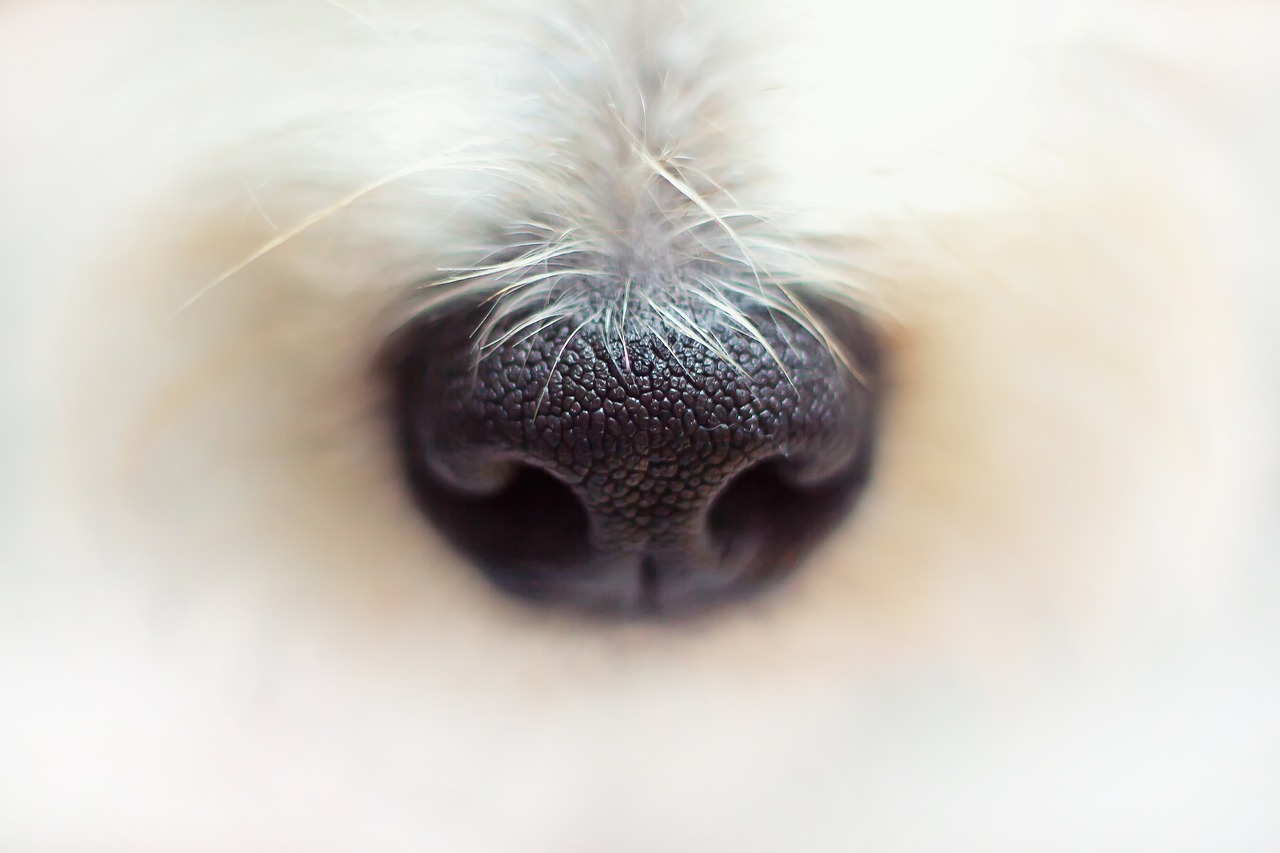 If You Own a Dog, Are You Aware of this Suffocation Risk?