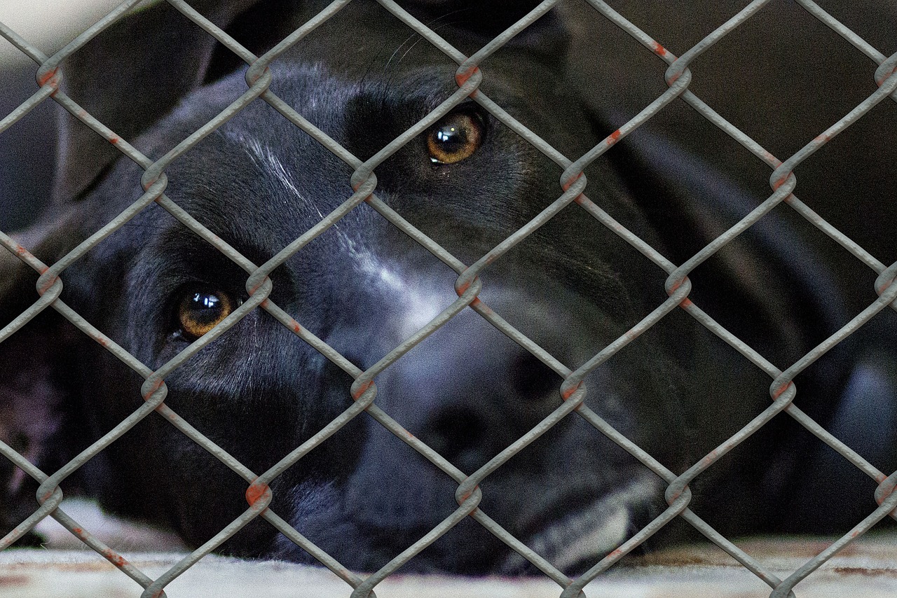 Guest Blog: Ideas for Local Animal Shelters During the Holidays