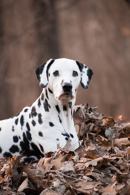 Beware the Dangers of Fall for Your Dog.