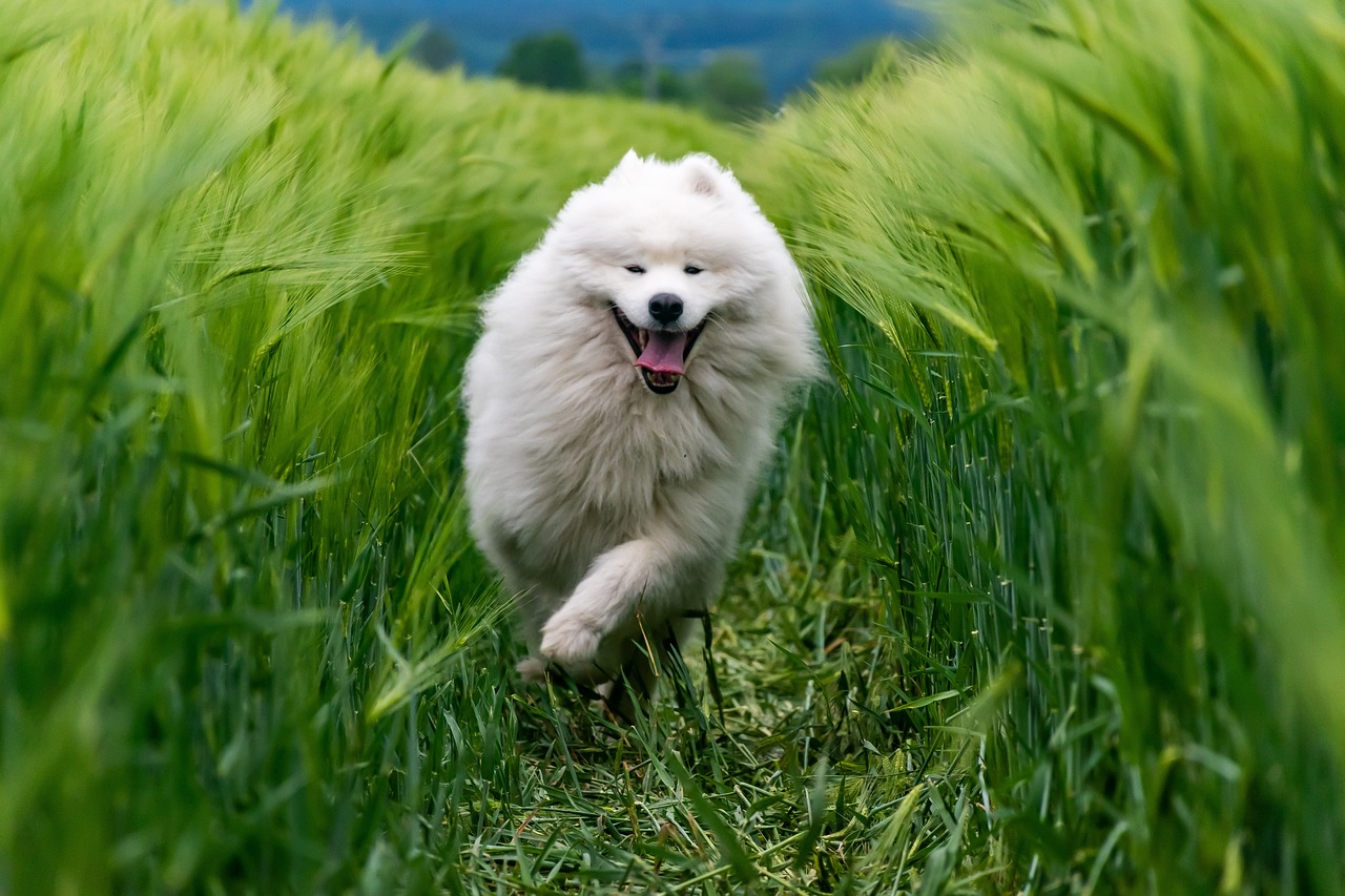 The Symptoms of K9 Heartworm Disease